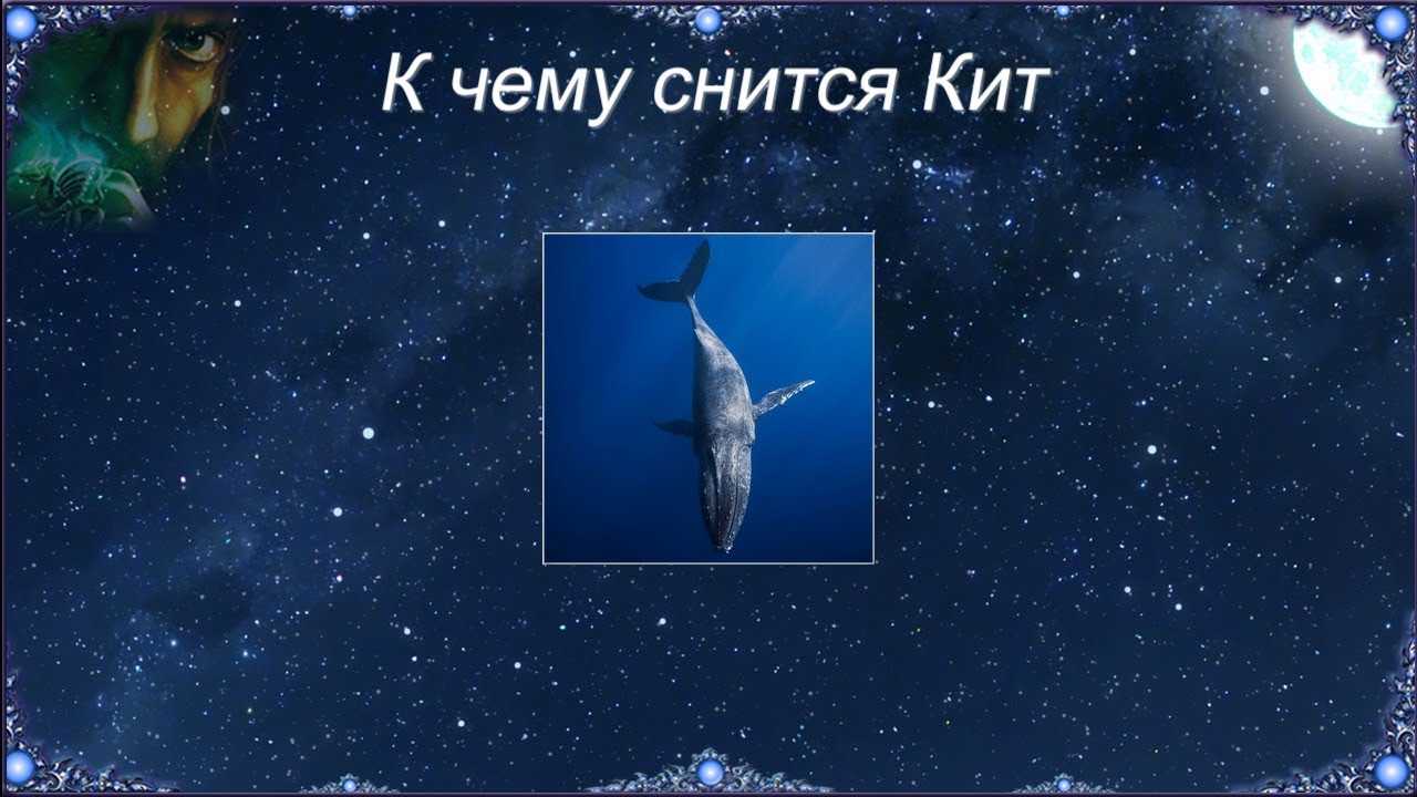 К чему снится кит: толкования популярных сонников. к чему снится кит: толкуем сон для разных знаков зодиака - автор екатерина данилова - журнал женское мнение
