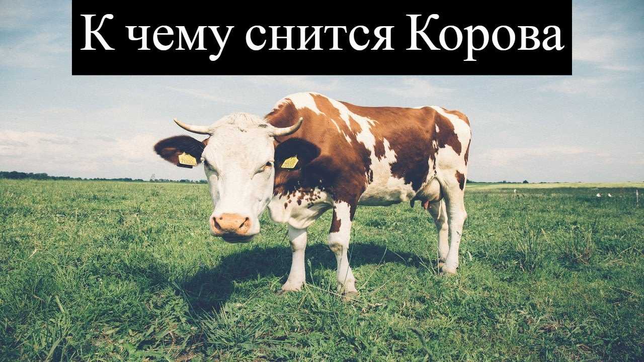 Как правильно трактовать сновидение о корове с теленком — 40 толкований