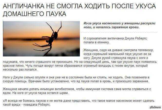 Паук тарантул укусил