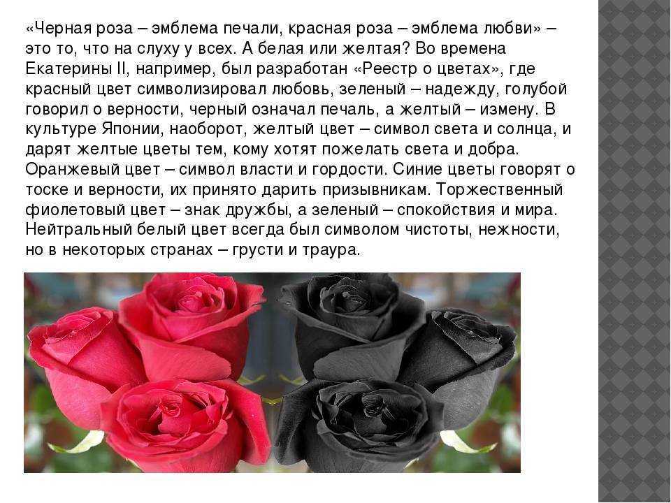 К чему снятся белые, красные или розовые одиночные розы или собранные в букет