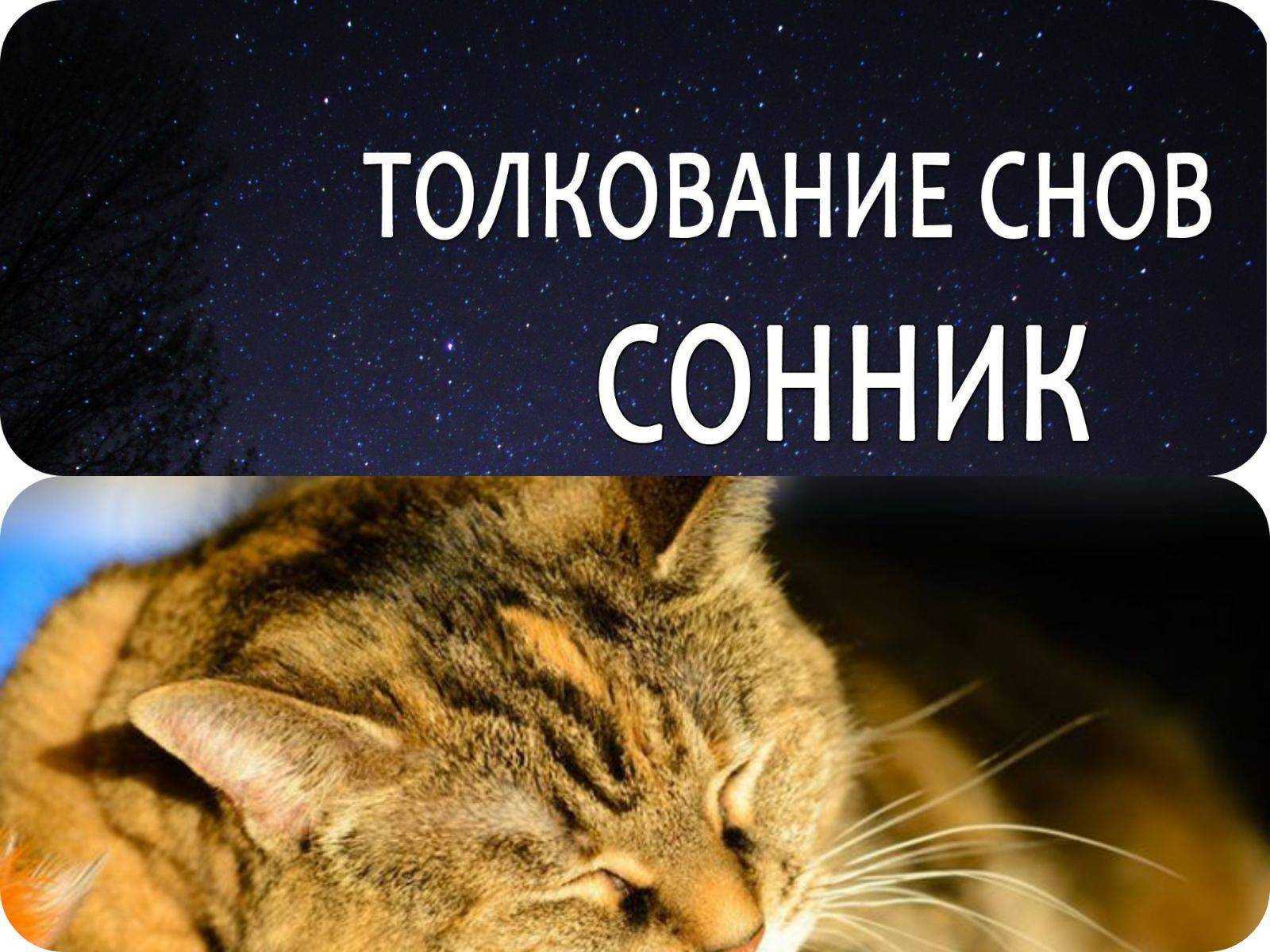 Рыжий кот во сне: для женщины и мужчины, кошка к чему снится, на руках, гладить, ласкается, нападает, большой, много