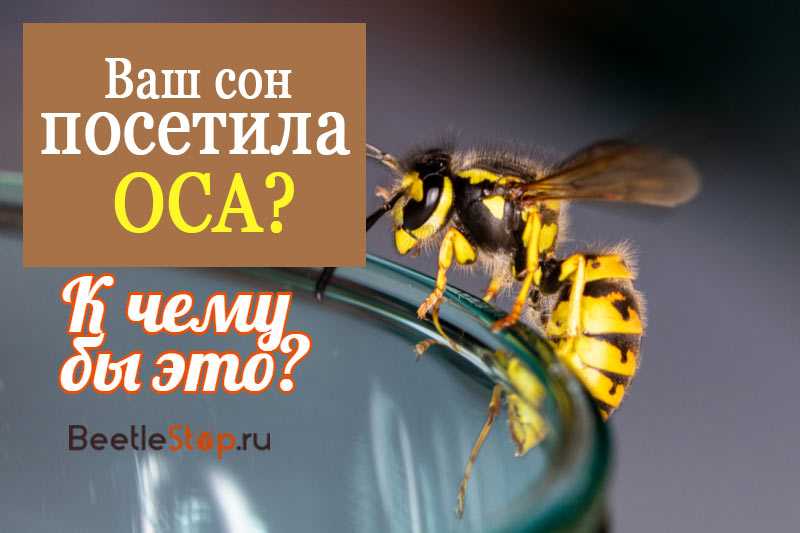 К чему снится укус осы: толкование по разным сонникам - tolksnov.ru