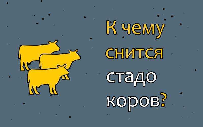 Почему снятся сны про фекалии животных и людей