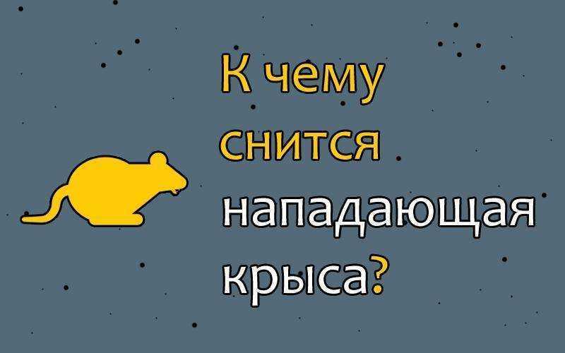 К чему снится крыса, сонник – крыса во сне