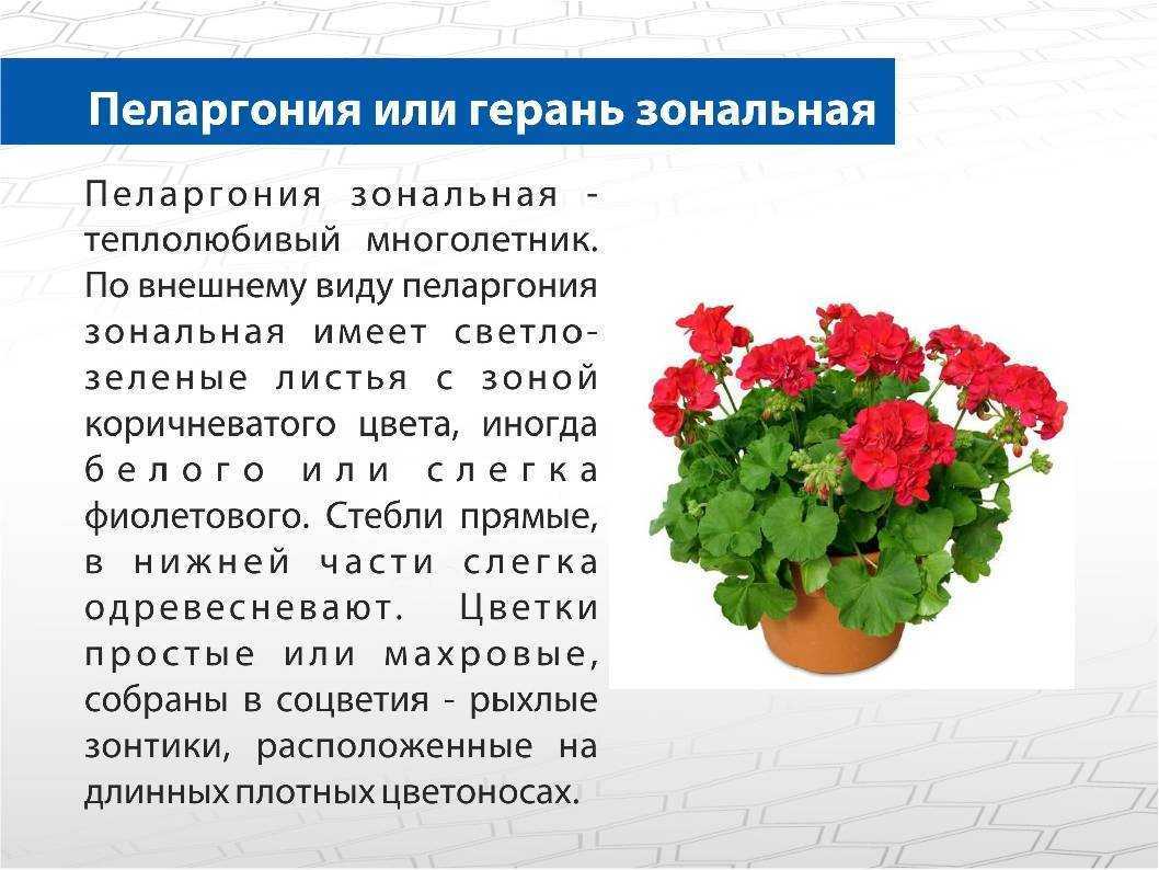 «герань к чему снится во сне? если видишь во сне герань, что значит?»