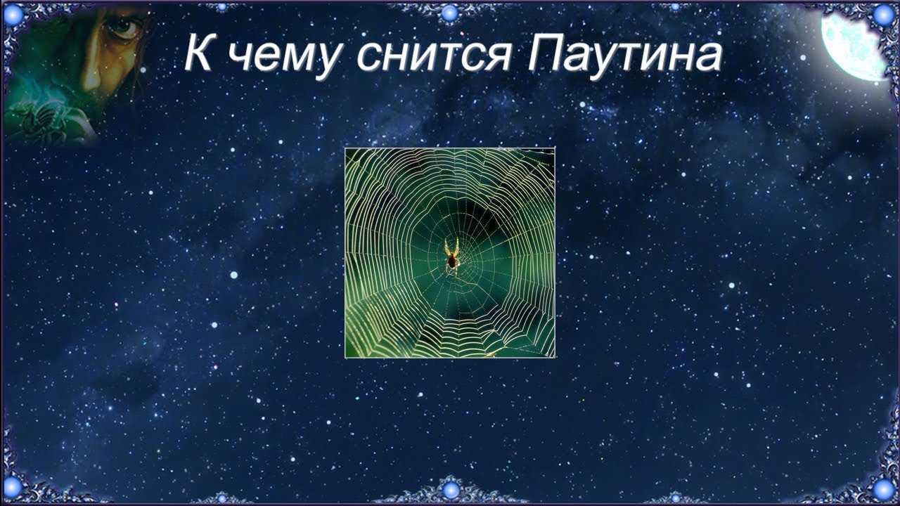 Сонник паутина: к чему снится и что означает сон?