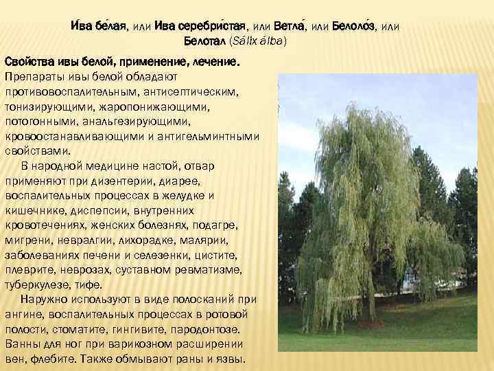 Сонник ива, к чему снится ива, во сне ива | сонник