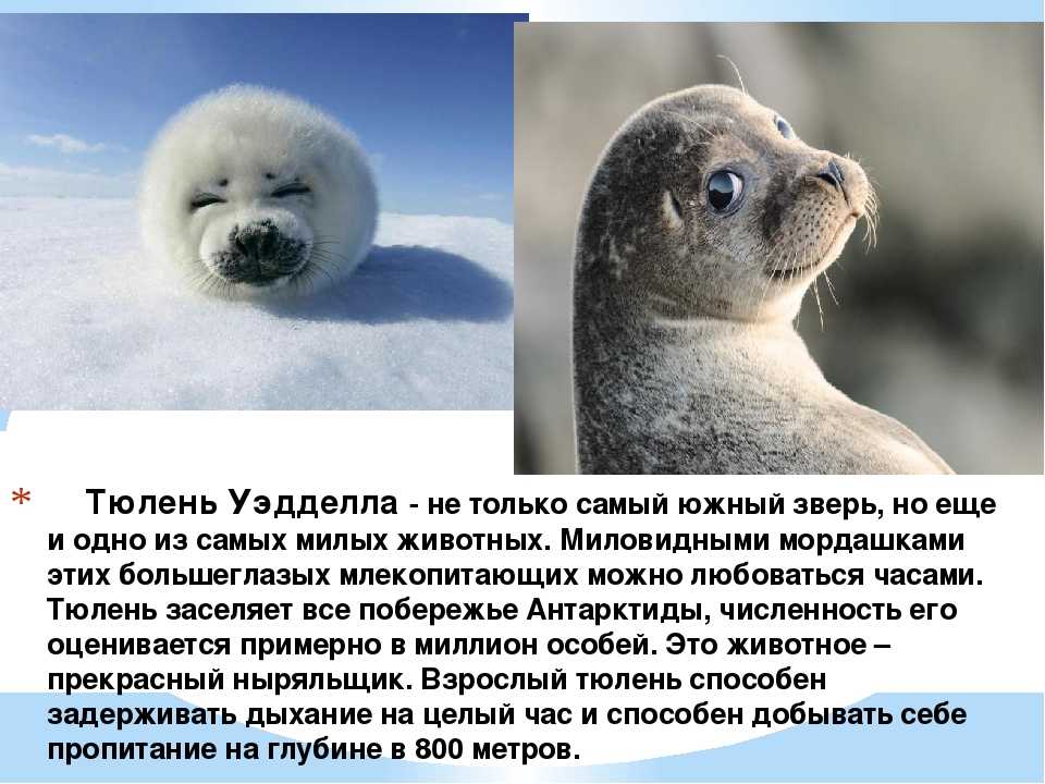 К чему снится тюлень: толкование по 26 сонникам