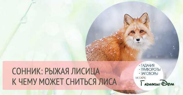 Сонник: к чему снится лисенок, много лисят? - tolksnov.ru