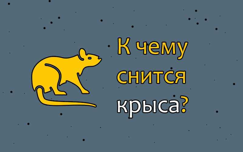 Сон про ручную крысу, к чему снится, трактовка сна в сонниках