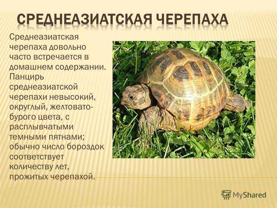 К чему снится черепаха женщине или мужчине — 77 толкований из разных сонников