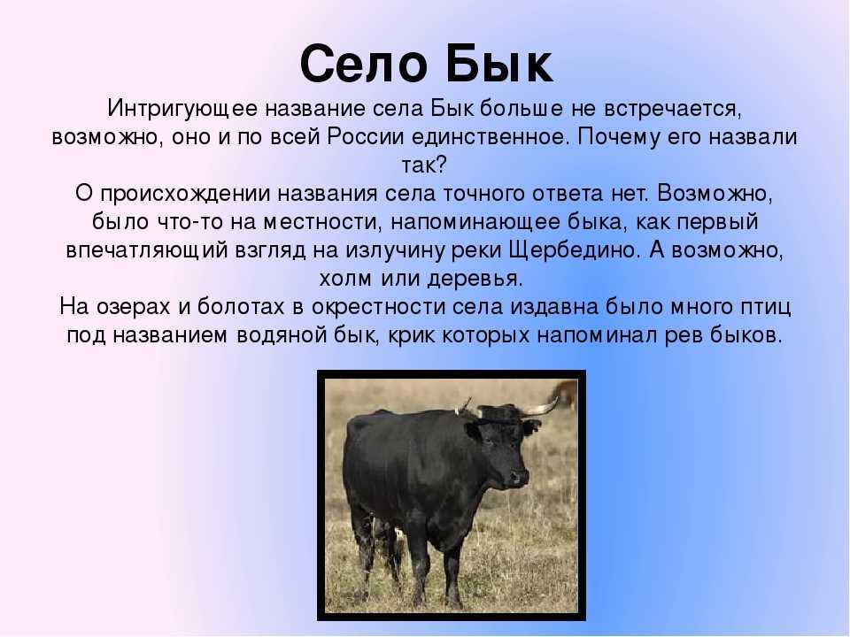 К чему снится корова