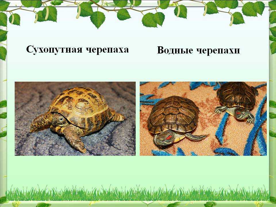 Сонник черепаха: к чему снится и что означает сон?