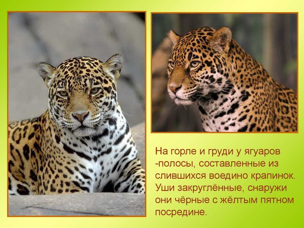 Ягуар укусил
