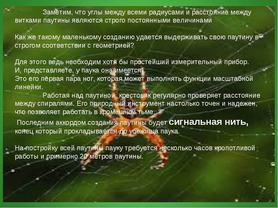 К чему приснился паук — большой, черный, много, огромный, и паутина