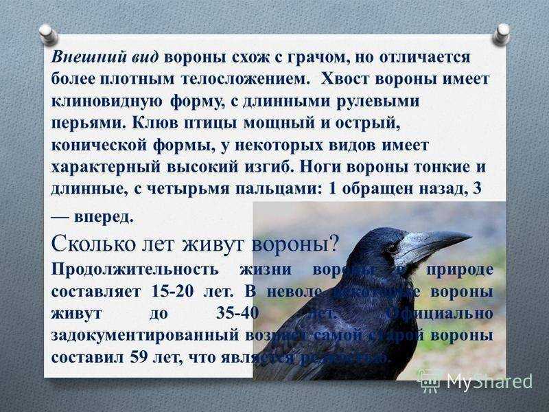 Сонник грачи к чему снится грачи видеть во сне