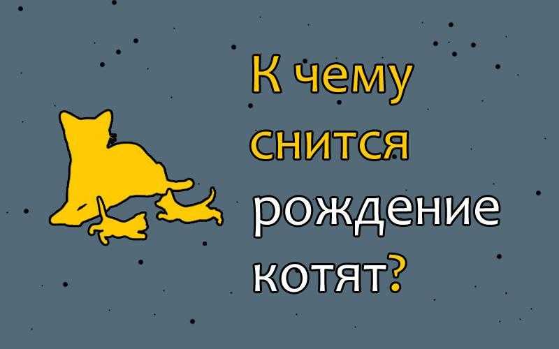 К чему снится много кошек с котятами — женщине и мужчине