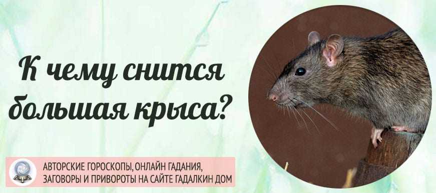 Укусила крыса за палец во сне к чему это снится