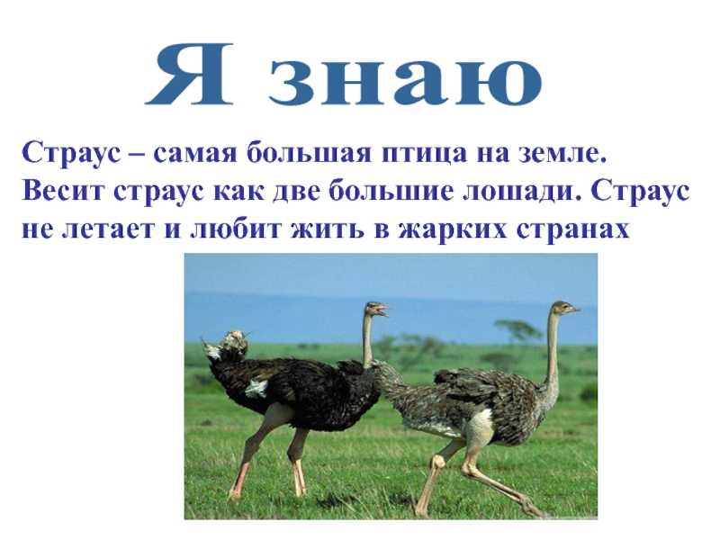 Сонник страус: к чему снится и что означает сон?
