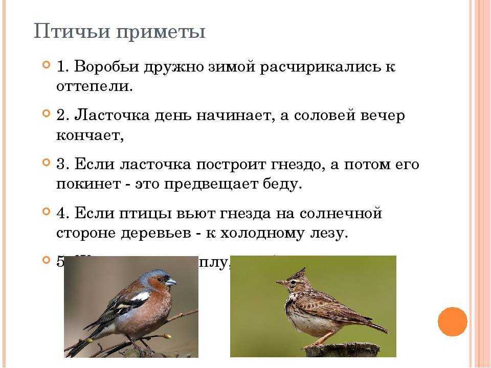 К чему снятся птицы во сне