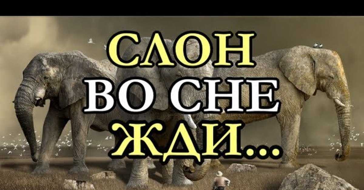 К чему снится слоненок и слоны 🐘: топ 40 сонников ❗ с толкованиями сна для женщины и мужчины, что означает, если приснился маленький или большой слоник девушке