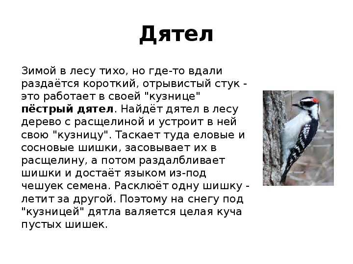 Сонник дятел: к чему снится и что означает сон про дятла