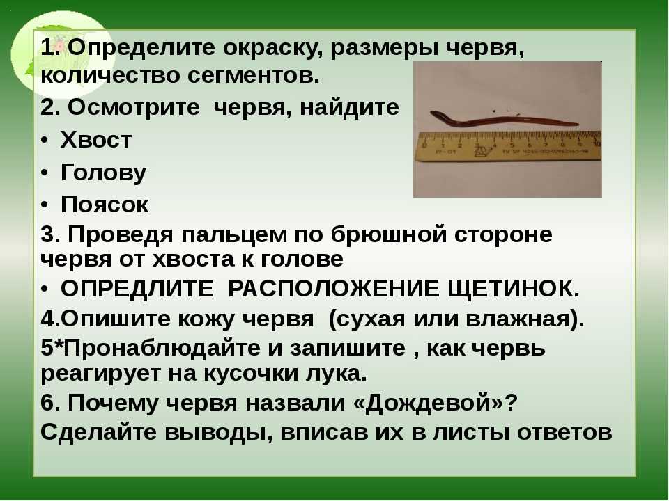 К чему снятся белые живые глисты: сонник