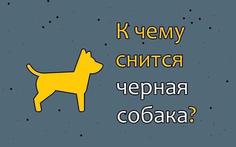 Собака бежит во сне: толкование снов про собак