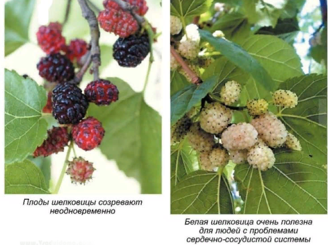 К чему снится спелая шелковица