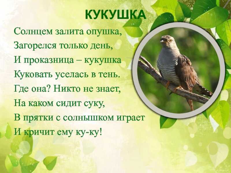 Сонник кукушка на окне. к чему снится кукушка на окне видеть во сне - сонник дома солнца