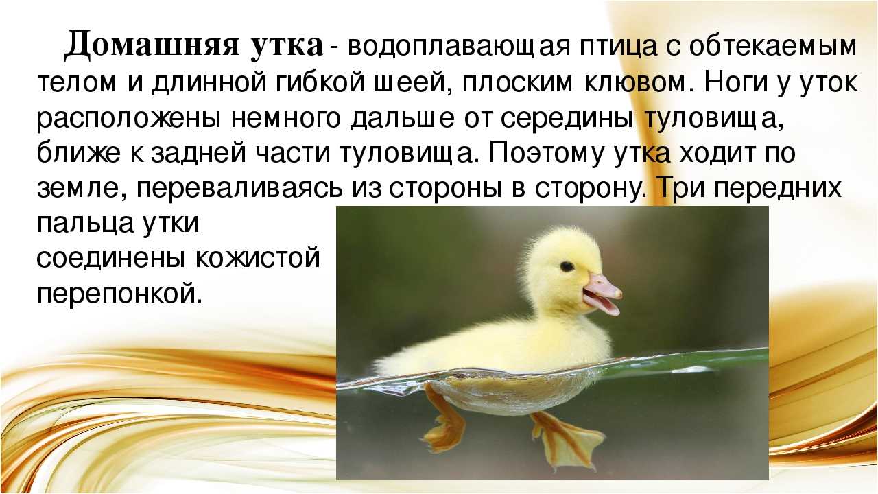 К чему снятся утята