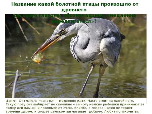 К чему снится цапля