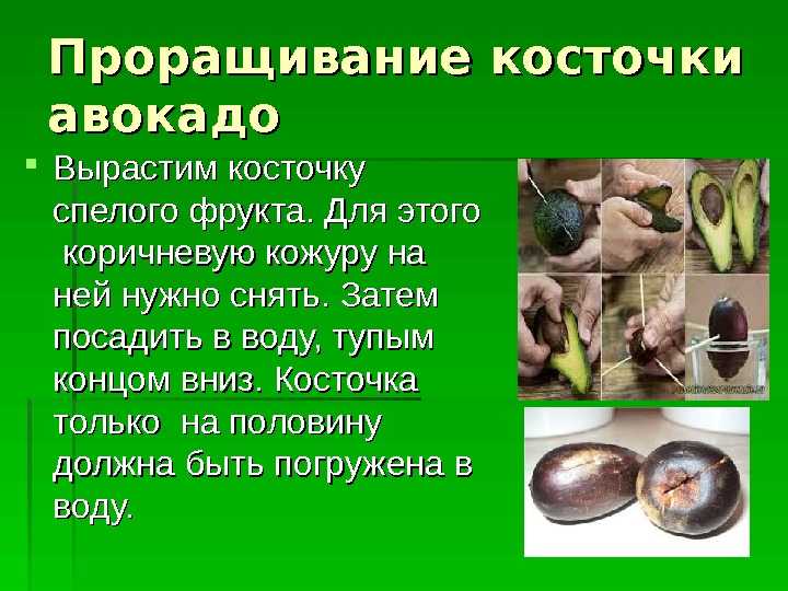 К чему снится авокадо?
