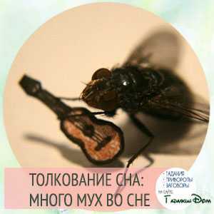 К чему снится много мух, сонник – много мух во сне