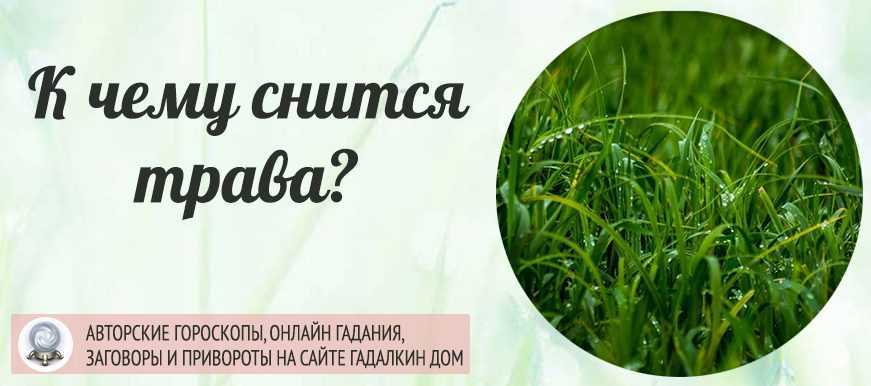 Сонник укроп зеленые пучки. к чему снится укроп зеленые пучки видеть во сне - сонник дома солнца