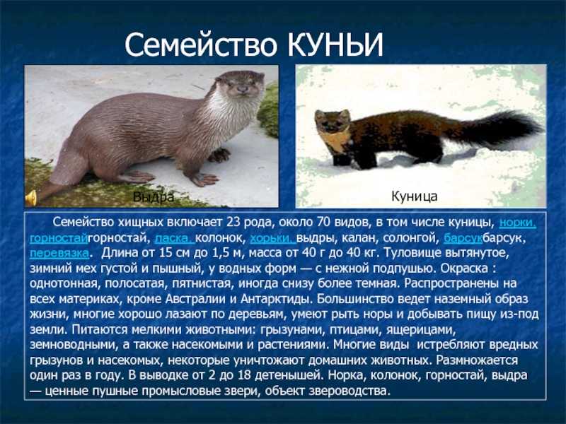 Сонник: куница