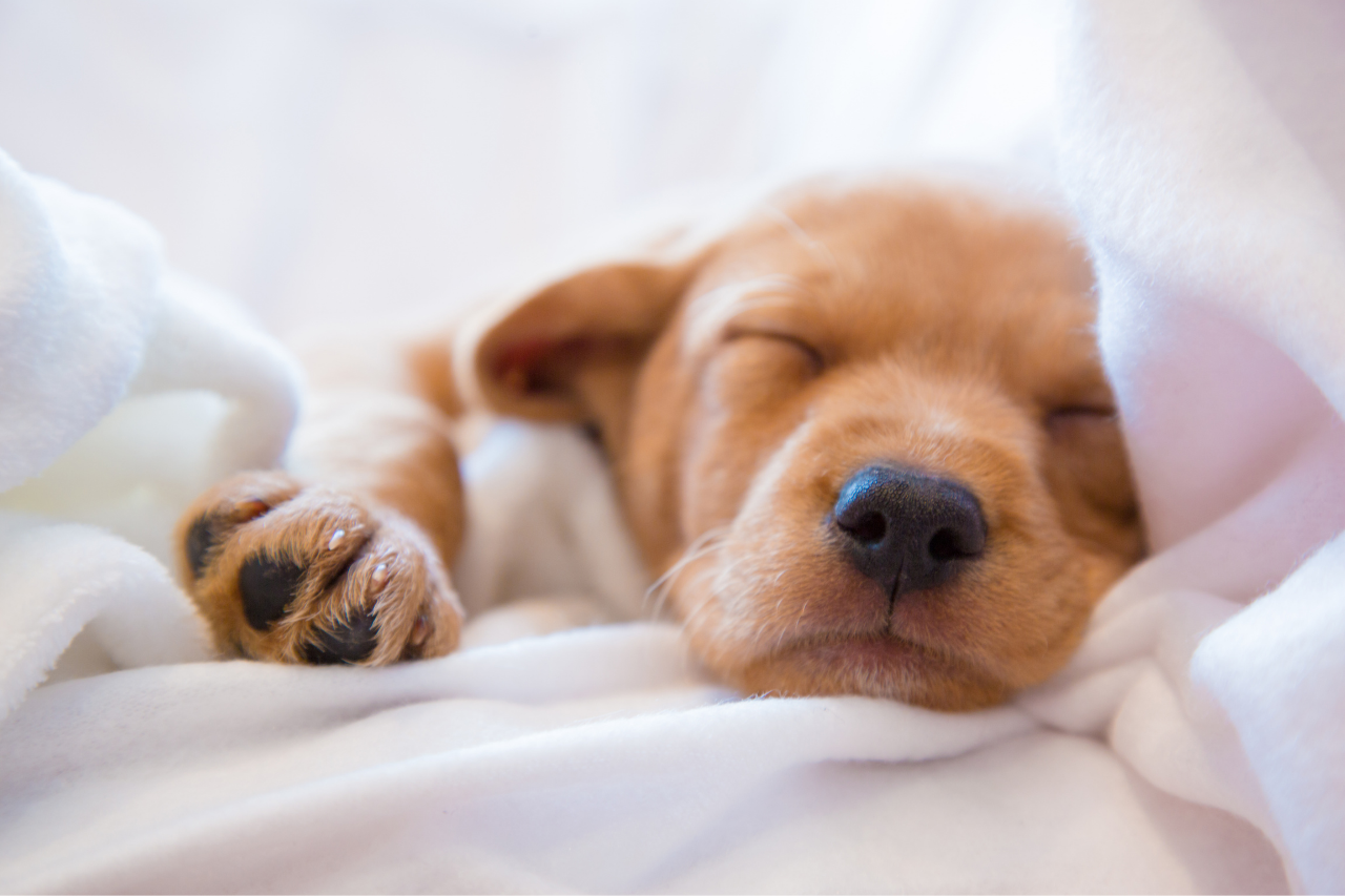 К чему снится кормить маленького щенка или собаку: толкование по сонникам, значение сна для женщин и мужчин