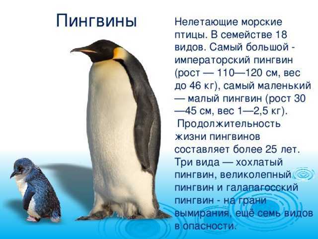 К чему снится много пингвинов: мужчине и женщине, в воде и на суше, значения из разных сонников