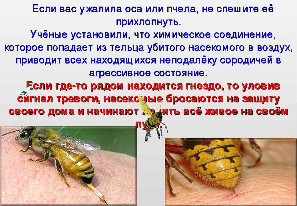 Сонник: осы, к чему снятся осы во сне приснились оса