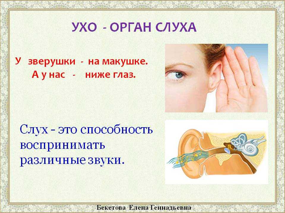 К чему снится ухо?