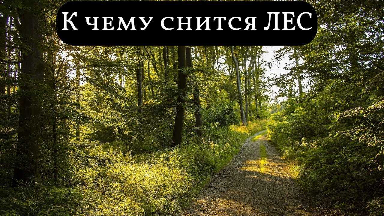 Сонник осенние листья. к чему снится осенние листья видеть во сне - сонник дома солнца
