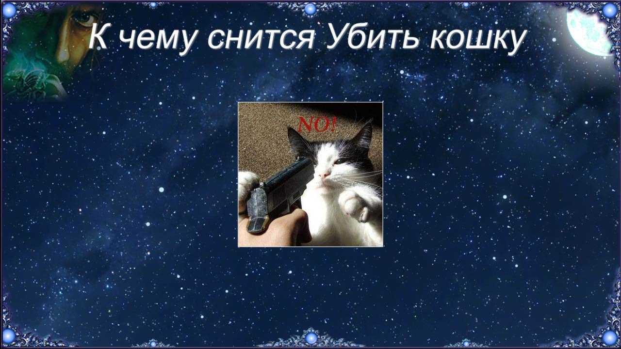 Что означает, если приснился черный котенок — значения сна по 35 сонникам