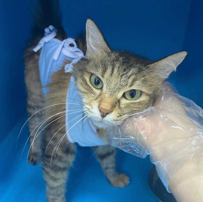 Сонник умерший кот приснился маленьким и живым. к чему снится умерший кот приснился маленьким и живым видеть во сне - сонник дома солнца