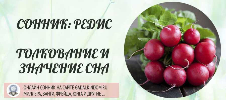 Сонник редиска к чему снится во сне? видеть редиску что означает?