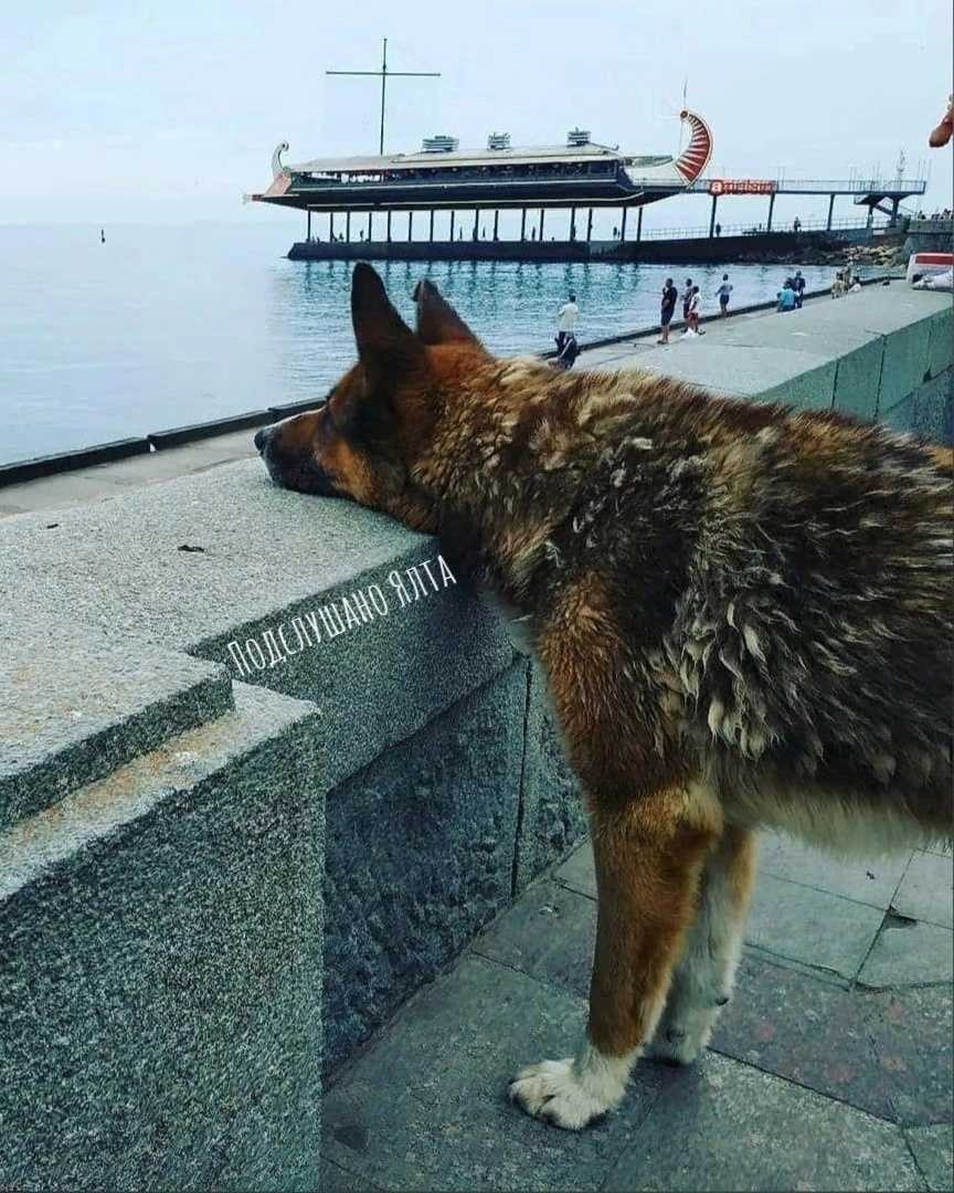 ᐉ приснилась собака которой уже нет в живых. собака умирает во сне: значение сна, самое полное толкование сновидения