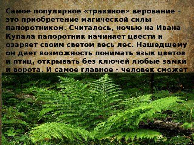 Сонник сажать папоротник. к чему снится сажать папоротник видеть во сне