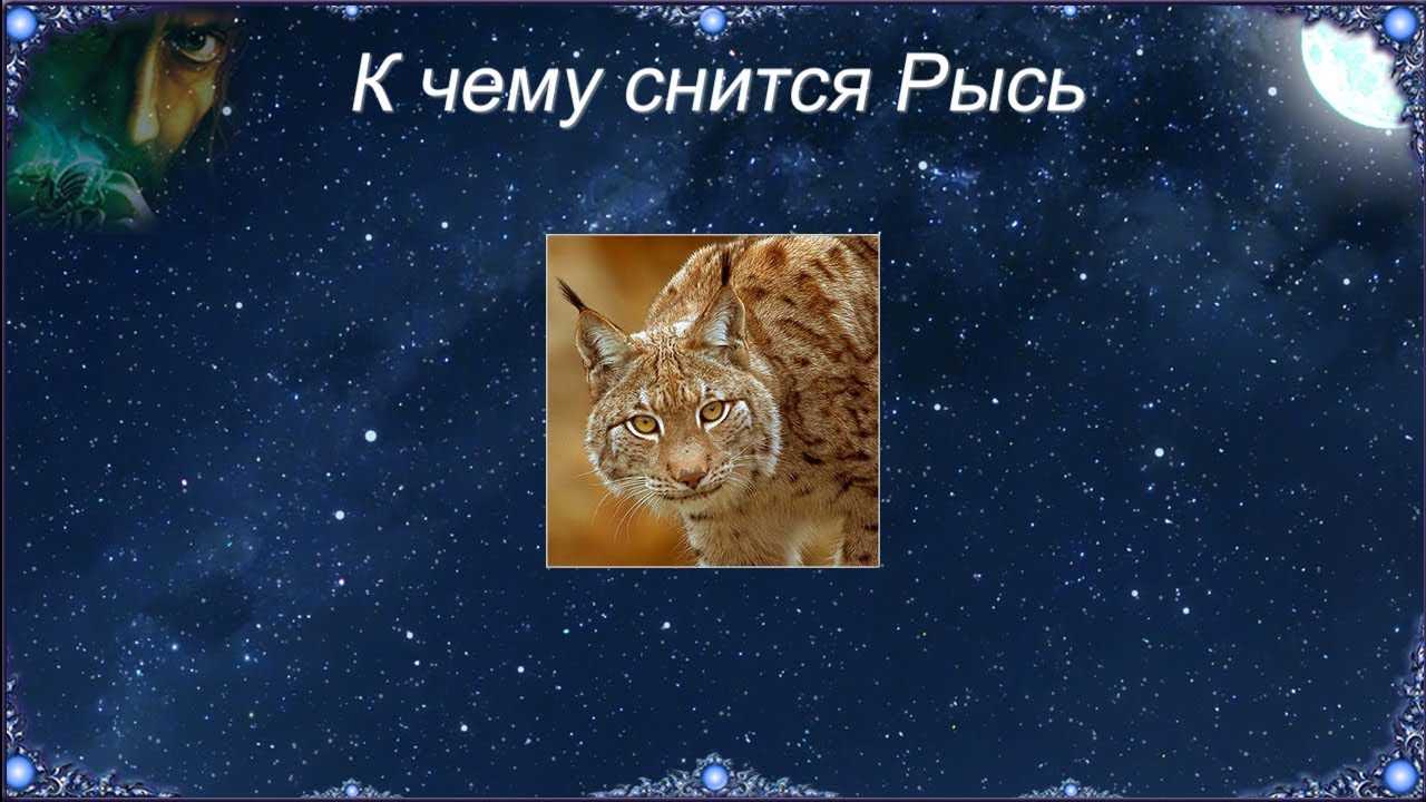 К чему снится леопард по соннику – для мужчины и женщины | 1000snov.com