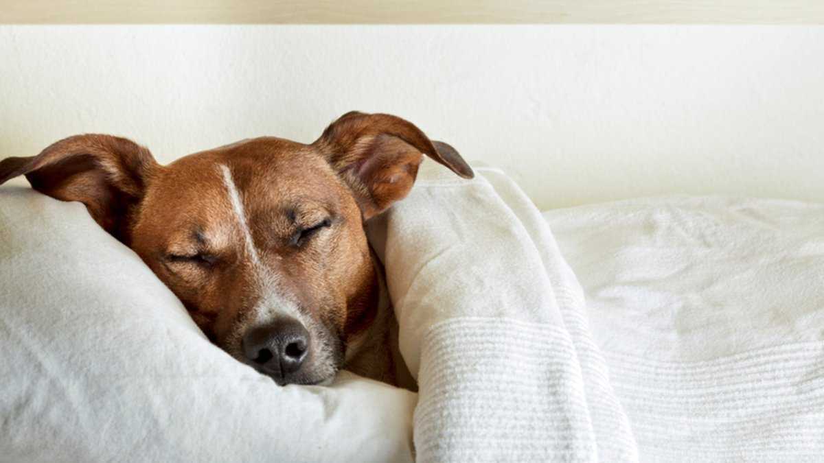Кормить собаку во сне:угощение щенка мясом или хлебом,толкование по соннику для женщин и мужчин