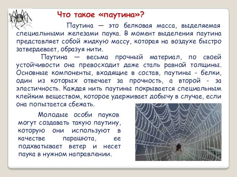 К чему женщине или мужчине снится паутина: толкование по сонникам