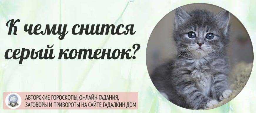 К чему снится серый котенок 🐱 — топ 42 толкования 💫 по сонникам: что означает для мужчины или женщины видеть на руках во сне маленького серенького пушистого котика